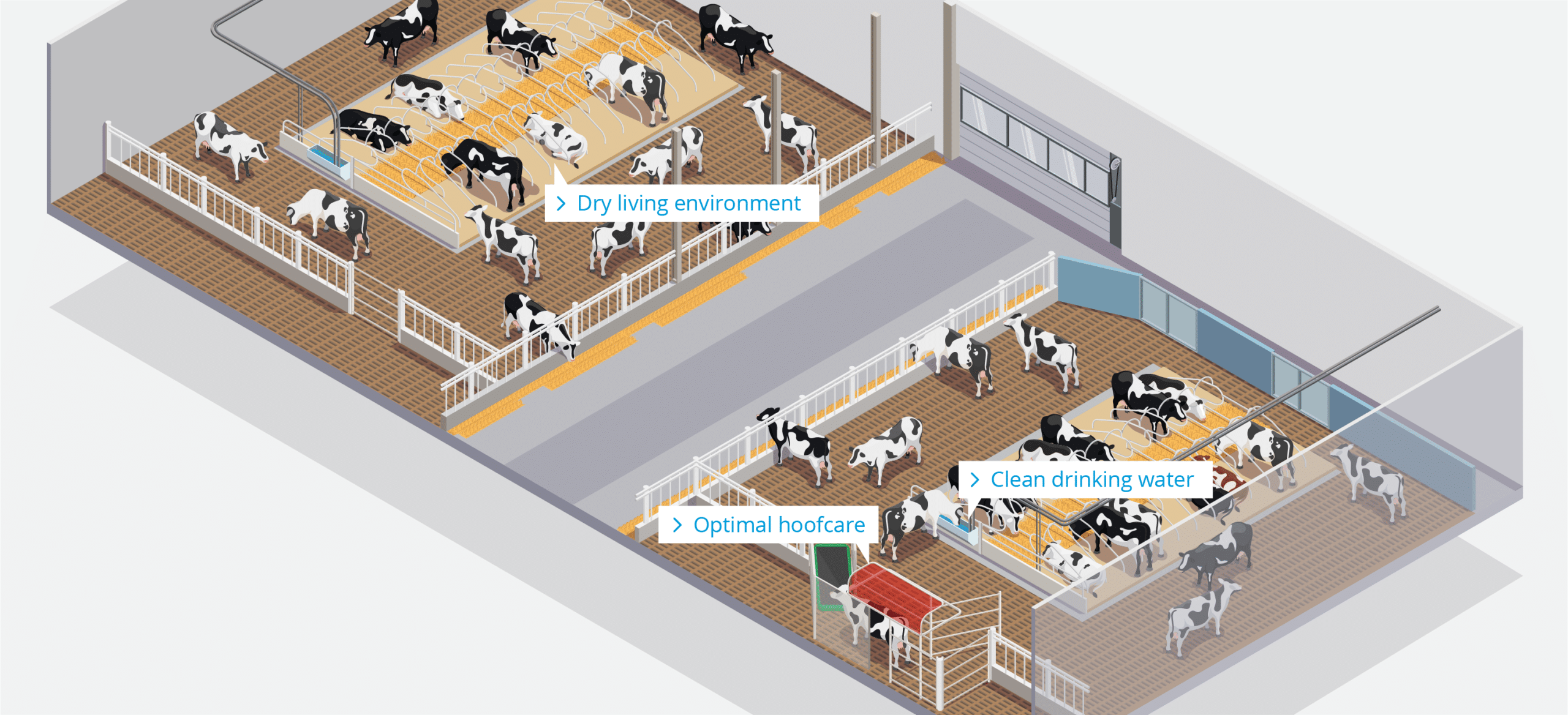 Dairy Farm – Dairy cows
