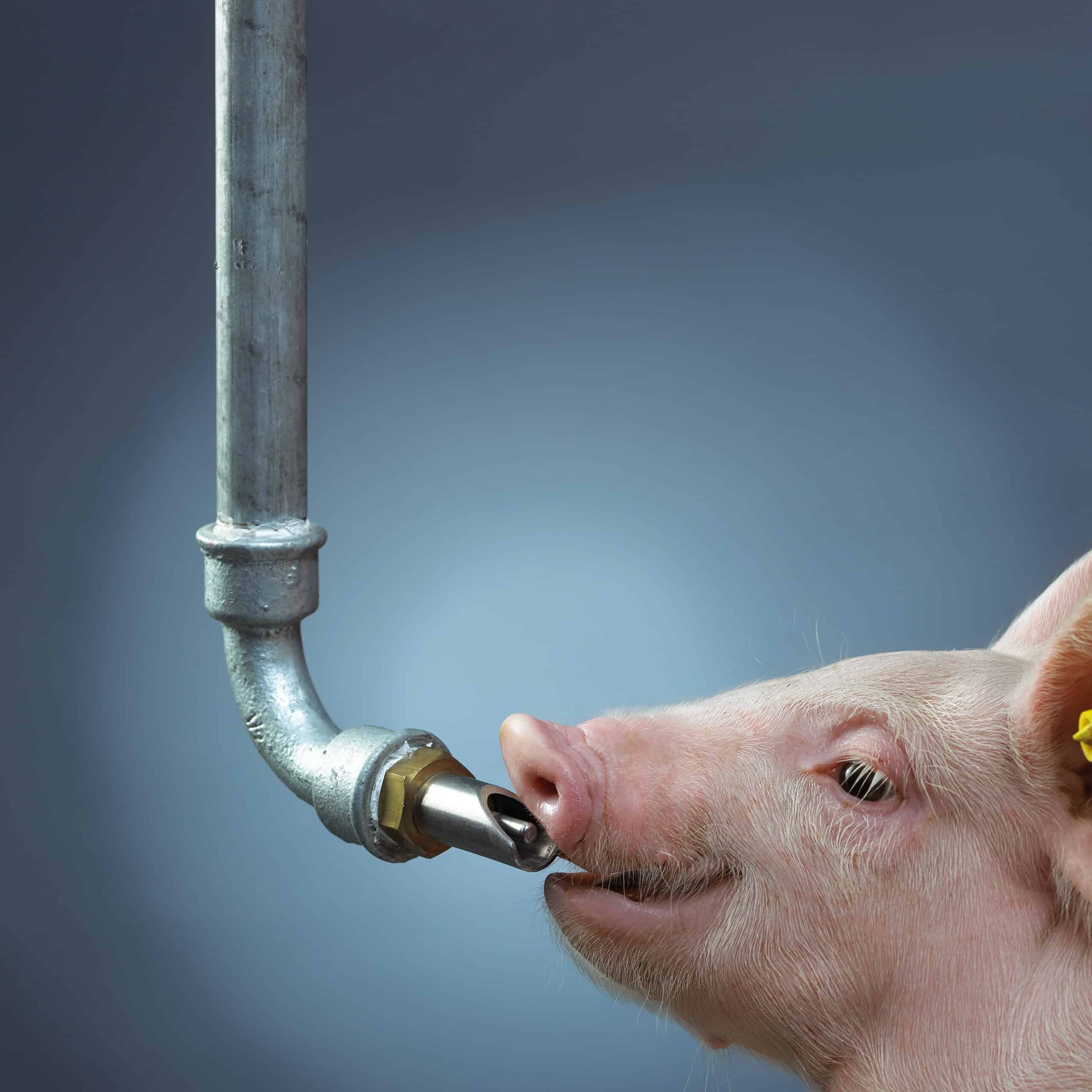 image for clean drinking water - sows