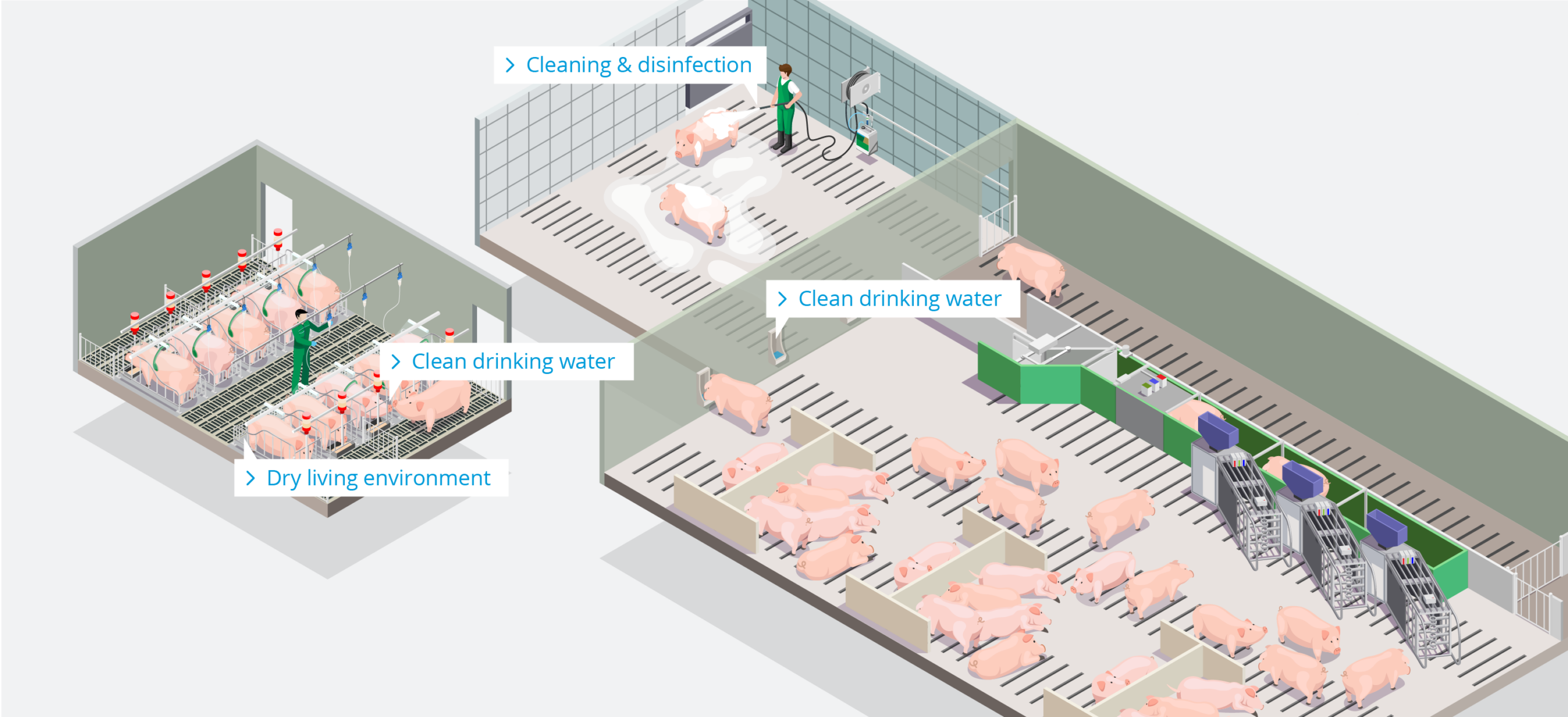 Pig Farm – Sows